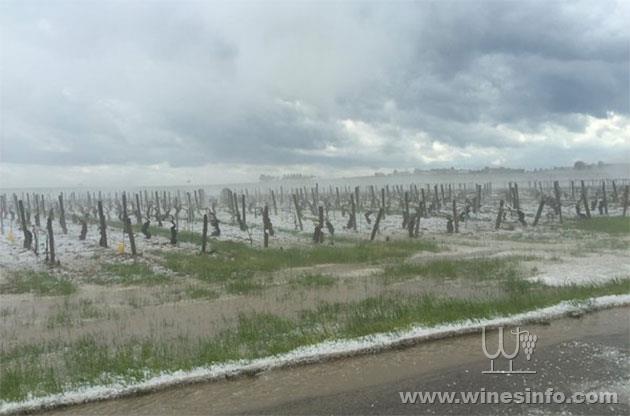 恶劣天气再袭法国，勃艮第等多个葡萄产区受灾！