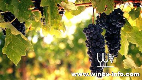 认识葡萄的有机化种植:中国葡萄酒资讯网