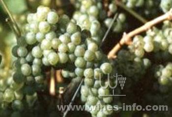 勃艮第香瓜(Melon de Bourgogne):中国葡萄酒资