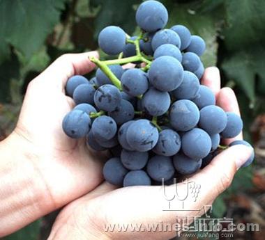 圣艾米隆-美乐葡萄酒的天堂:中国葡萄酒资讯网