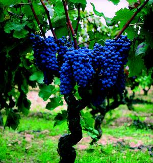 意大利北部著名葡萄酒产区之旅一:中国葡萄酒