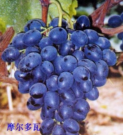 充满机遇的摩尔多瓦葡萄酒旅游:中国葡萄酒资