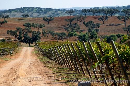 探秘葡萄牙最具潜力的葡萄酒产区:中国葡萄酒