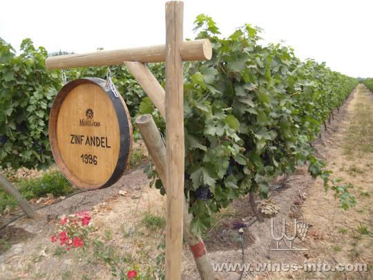 麦坡谷象征智利葡萄酒的贵族血统:中国葡萄酒