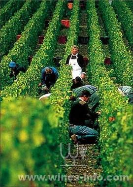 全球十大葡萄酒产区:中国葡萄酒资讯网