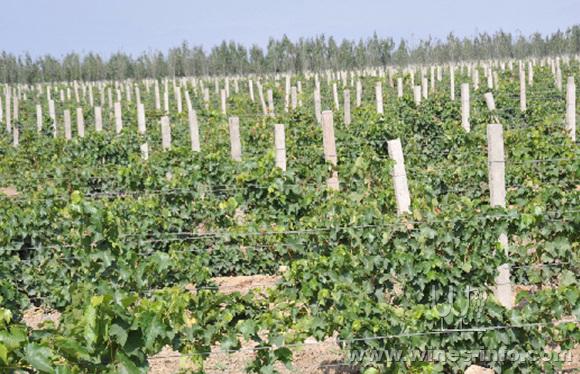 滴灌技术解决戈壁滩葡萄种植问题