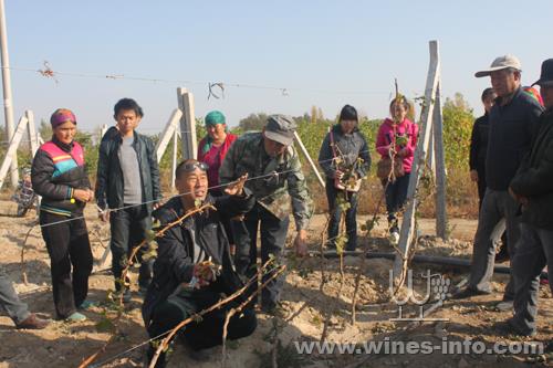新疆六十七团推行葡萄新型冬剪修枝法受到承包