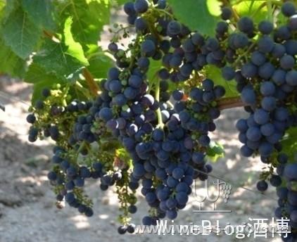 2013波尔多酒庄实习日志 (一):中国葡萄酒资讯