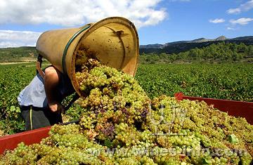 欧盟政策改革开放葡萄种植限制:中国葡萄酒资