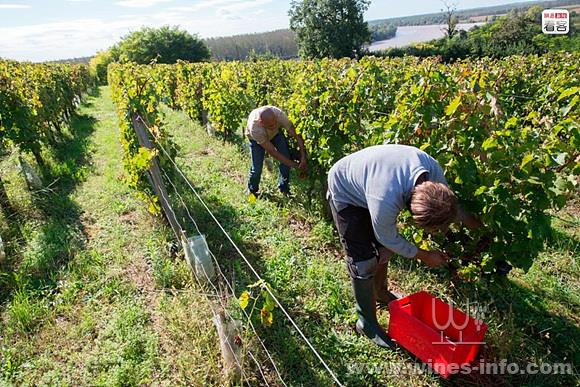 图为2013年10月10日,法国波尔多,葡萄收获时节工人在采摘葡萄.