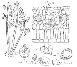 分生孢子梗和分生孢子2.分生孢子3.被害组织中卵孢子4.卵孢子萌发5.