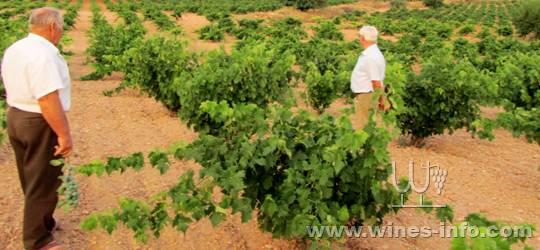 被忽视的西班牙红葡萄品种--Bobal:中国葡萄酒