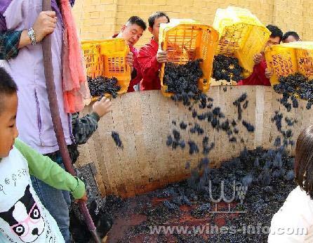 游客在昌黎葡萄酒庄体验酿酒过程:中国葡萄酒