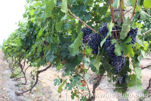 新疆玛纳斯园艺场2000亩酿酒葡萄获得有机认
