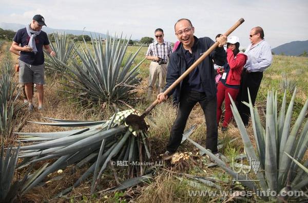 墨西哥特其拉tequila原料龙舌兰的采收