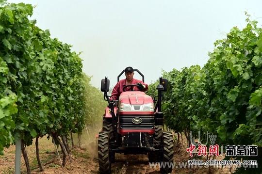 张裕引进世界顶级葡萄种植设备 推动机械化作
