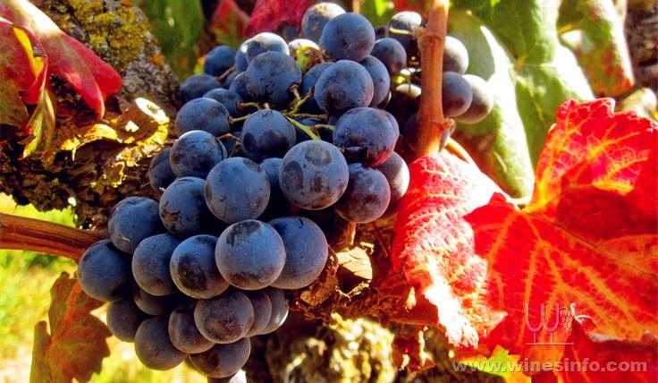 Carignan Bouschet 佳丽酿北塞