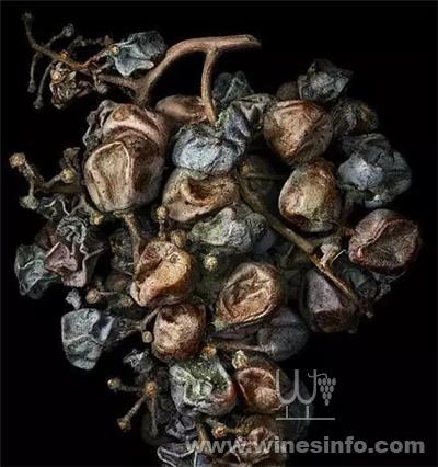 感染贵腐菌而干瘪的葡萄