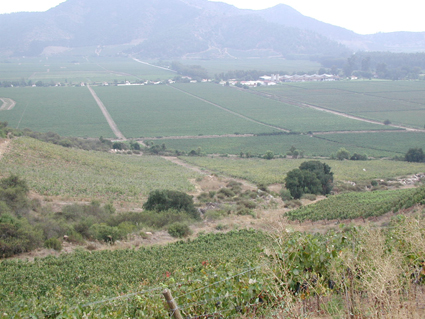 智利酒乡之旅之三—vina tarapaca(塔拉巴嘎酒厂)